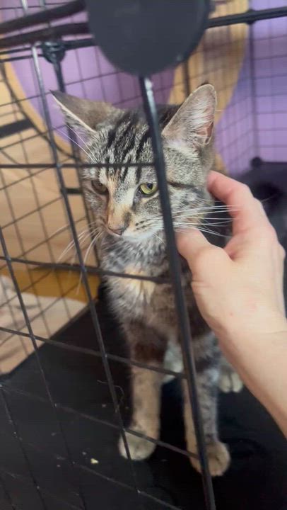 Enlarge Mau, a ADOPTABLE mixed breed in Newark valley, NY video 3/5