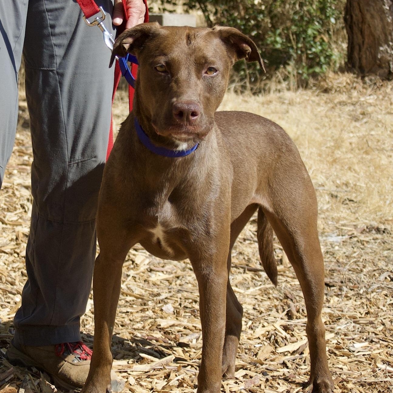 Ginger is just delightful Shes a young we feel about 1 12 years energetic gal Ginger walks wel