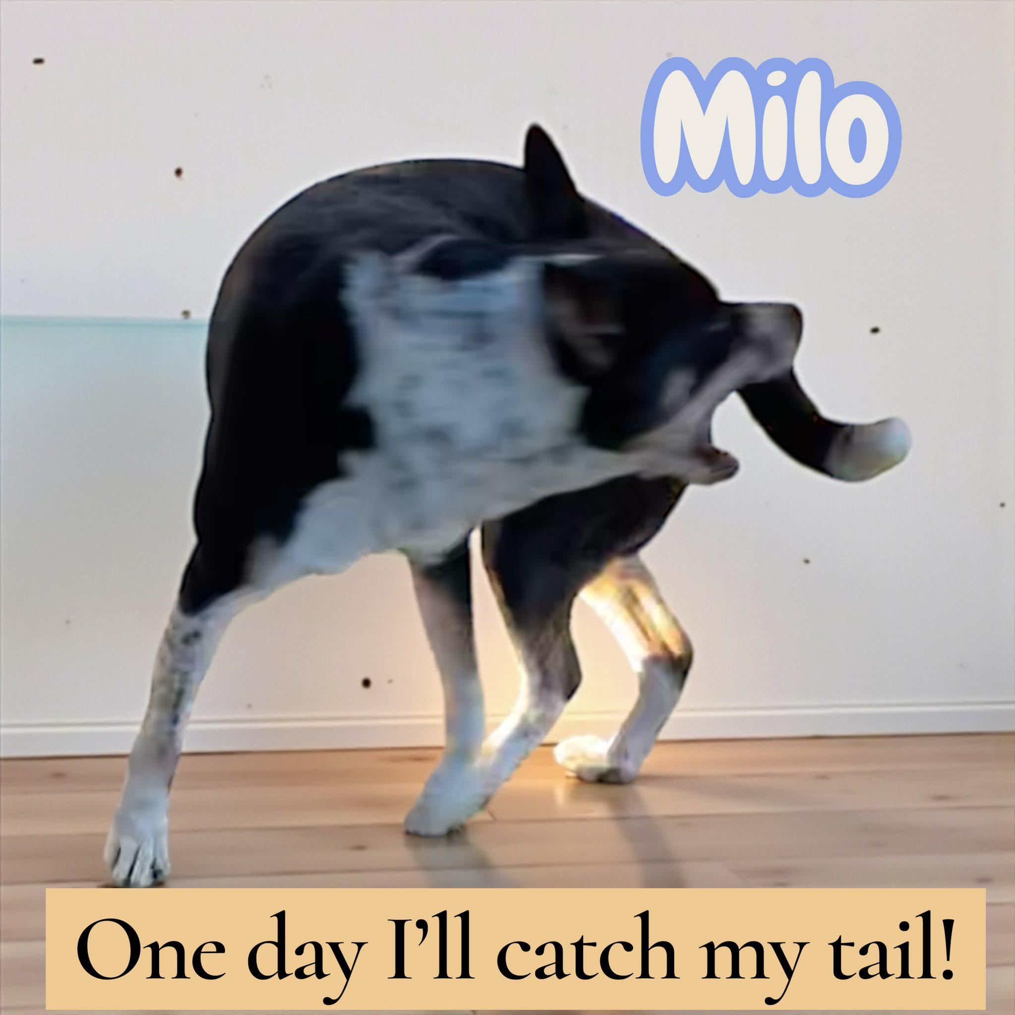 Milo