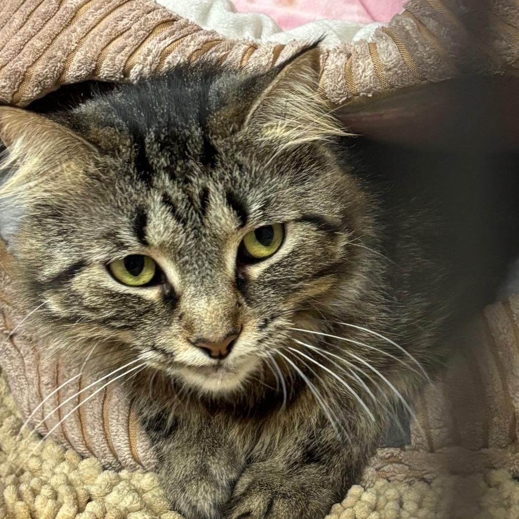 Moxie, Adoptable, Adult Female Domestic Medium Hair.