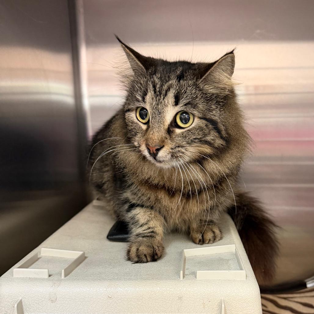 Enlarge Moxie, a Adoptable Domestic Medium Hair in Port Charlotte, FL image 2/2