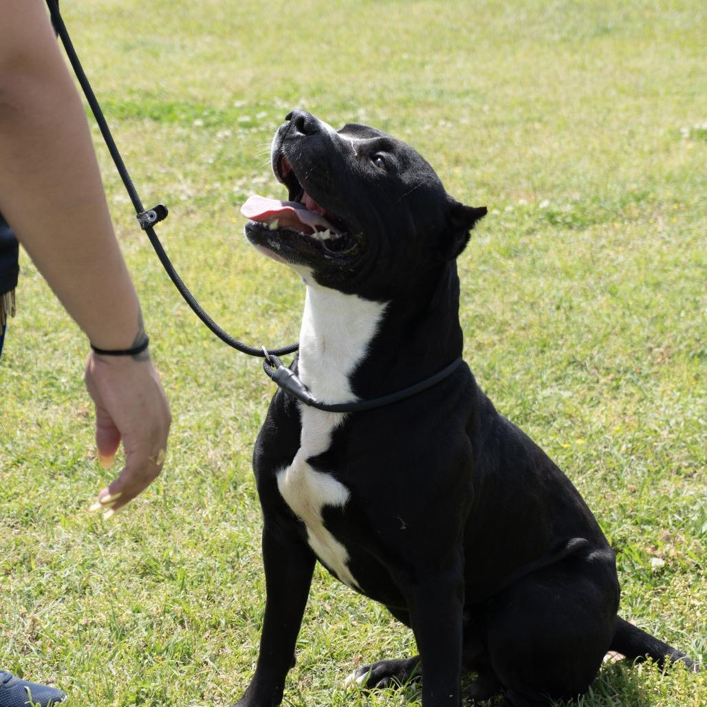 Enlarge Hammer, a Adoptable mixed breed in Elizabeth City, NC image 1/6