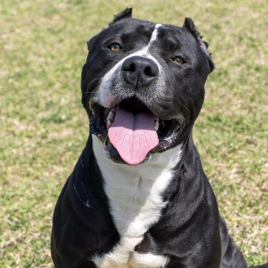 Hammer, a Adoptable mixed breed in Elizabeth City, NC image 1/6