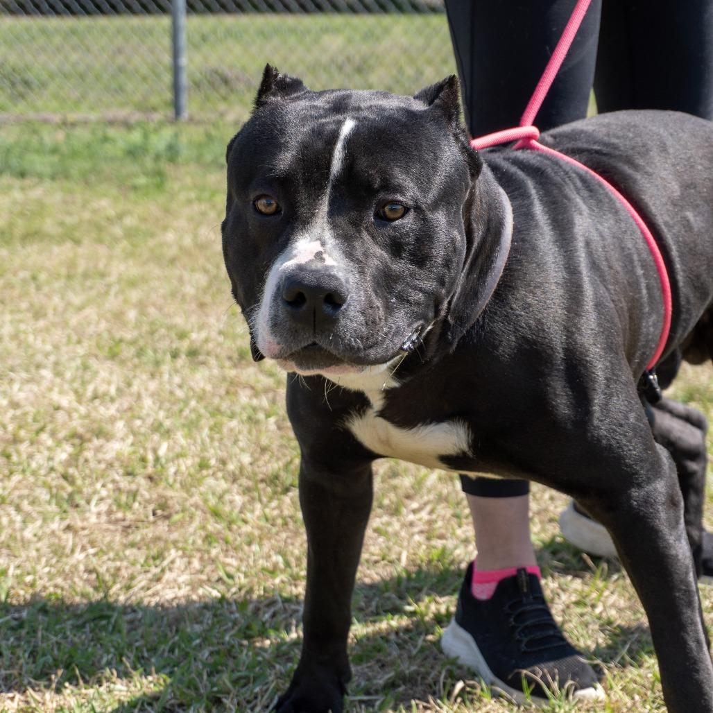 Hammer, a Adoptable mixed breed in Elizabeth City, NC image 2/6
