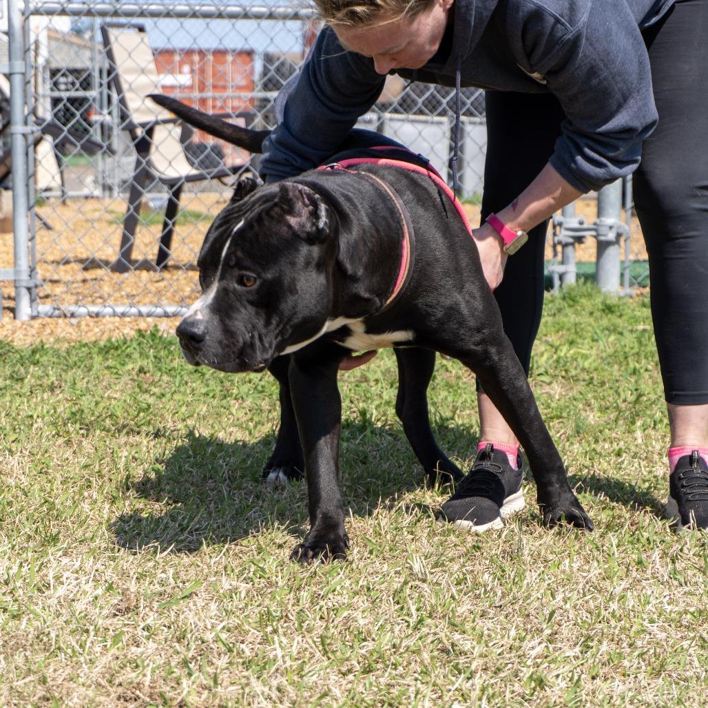 Hammer, a Adoptable mixed breed in Elizabeth City, NC image 3/6
