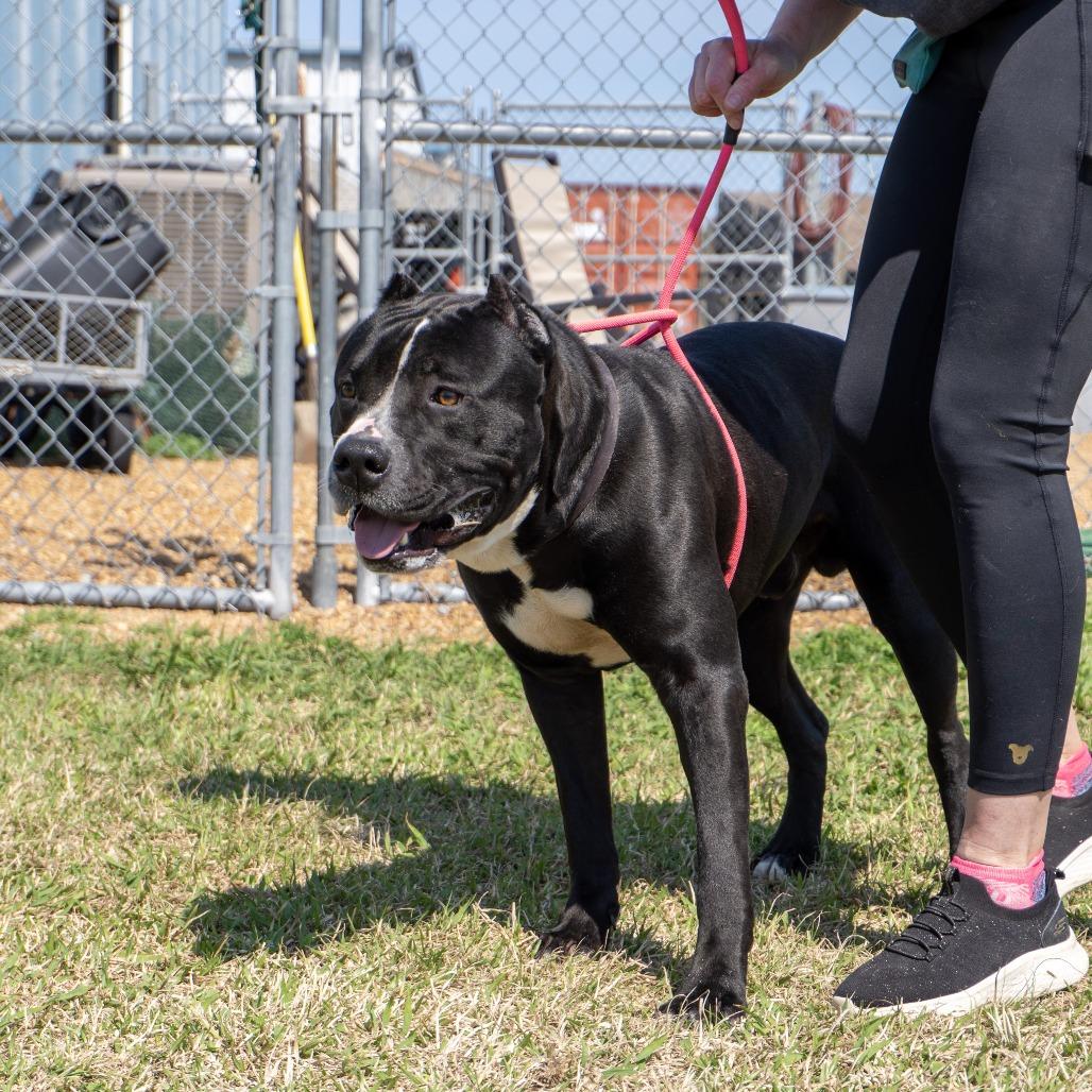 Hammer, a Adoptable mixed breed in Elizabeth City, NC image 4/6