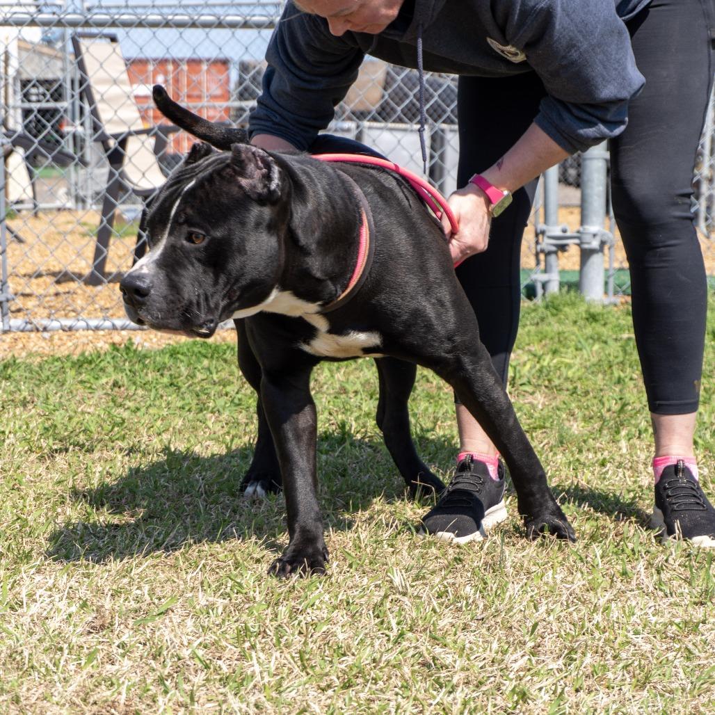 Hammer, a Adoptable mixed breed in Elizabeth City, NC image 5/6