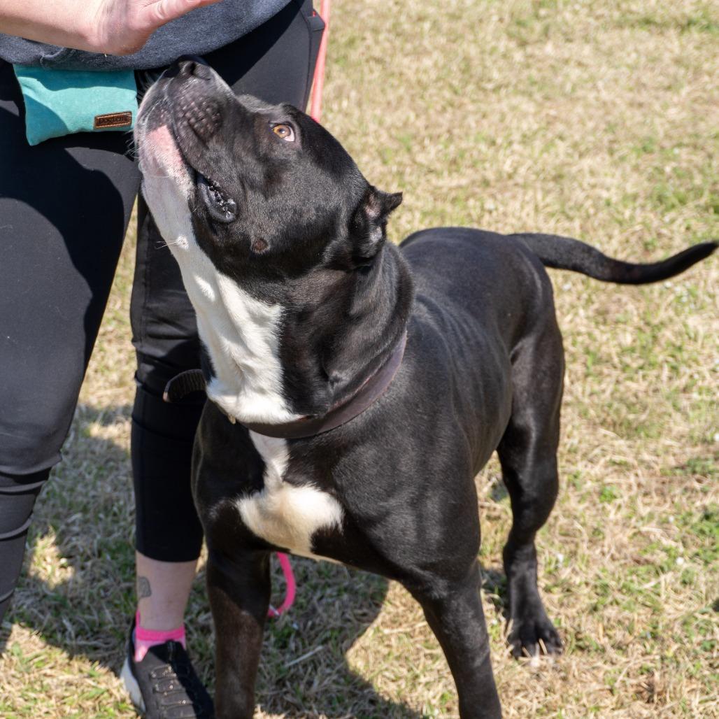 Hammer, a Adoptable mixed breed in Elizabeth City, NC image 6/6