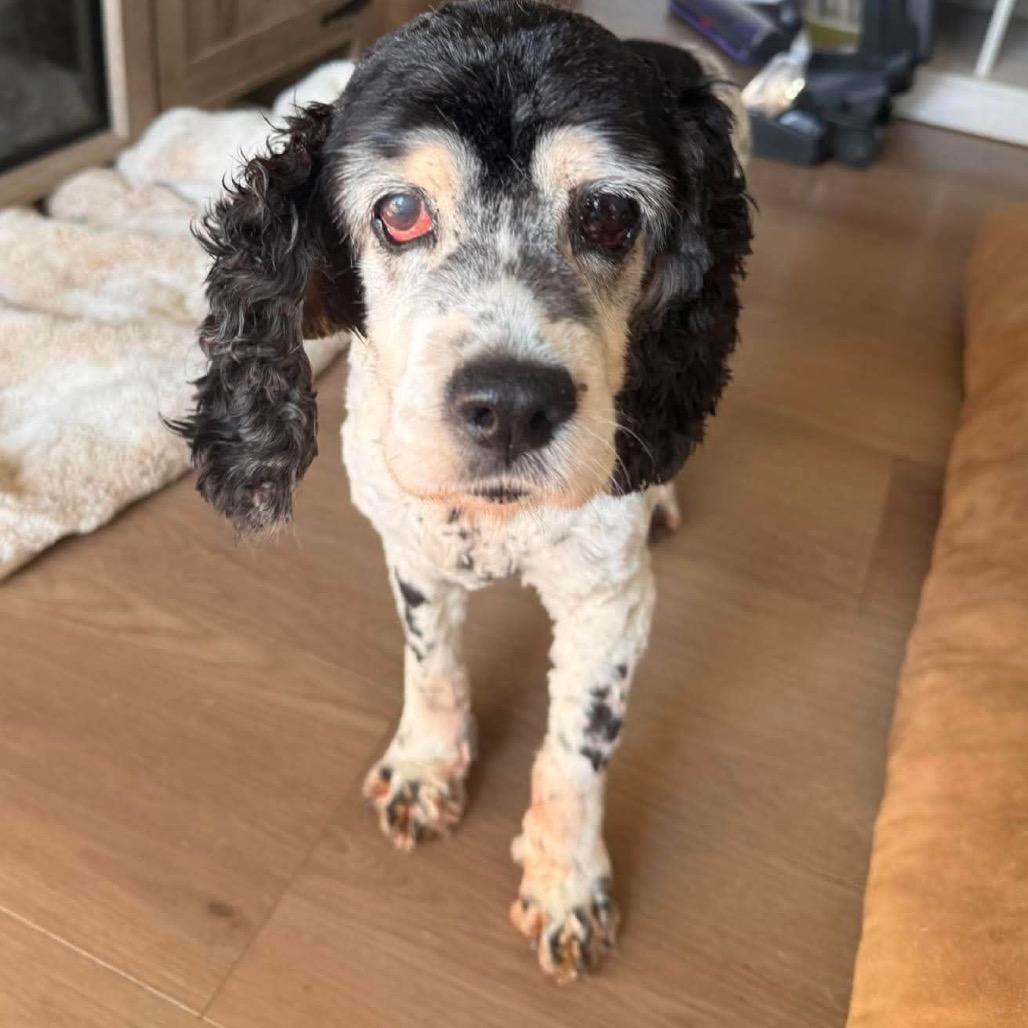 Moo, a Adoptable Cocker Spaniel in Jackson, MO image 2/2