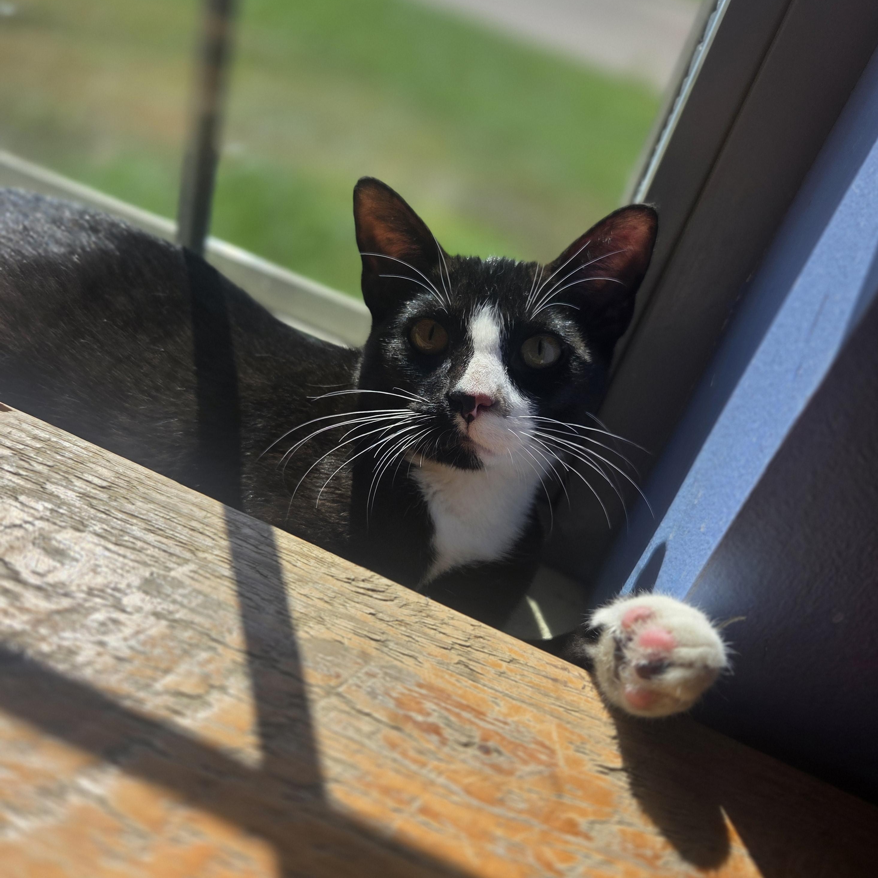 G-Shock, ADOPTABLE, Young Male Domestic Short Hair.