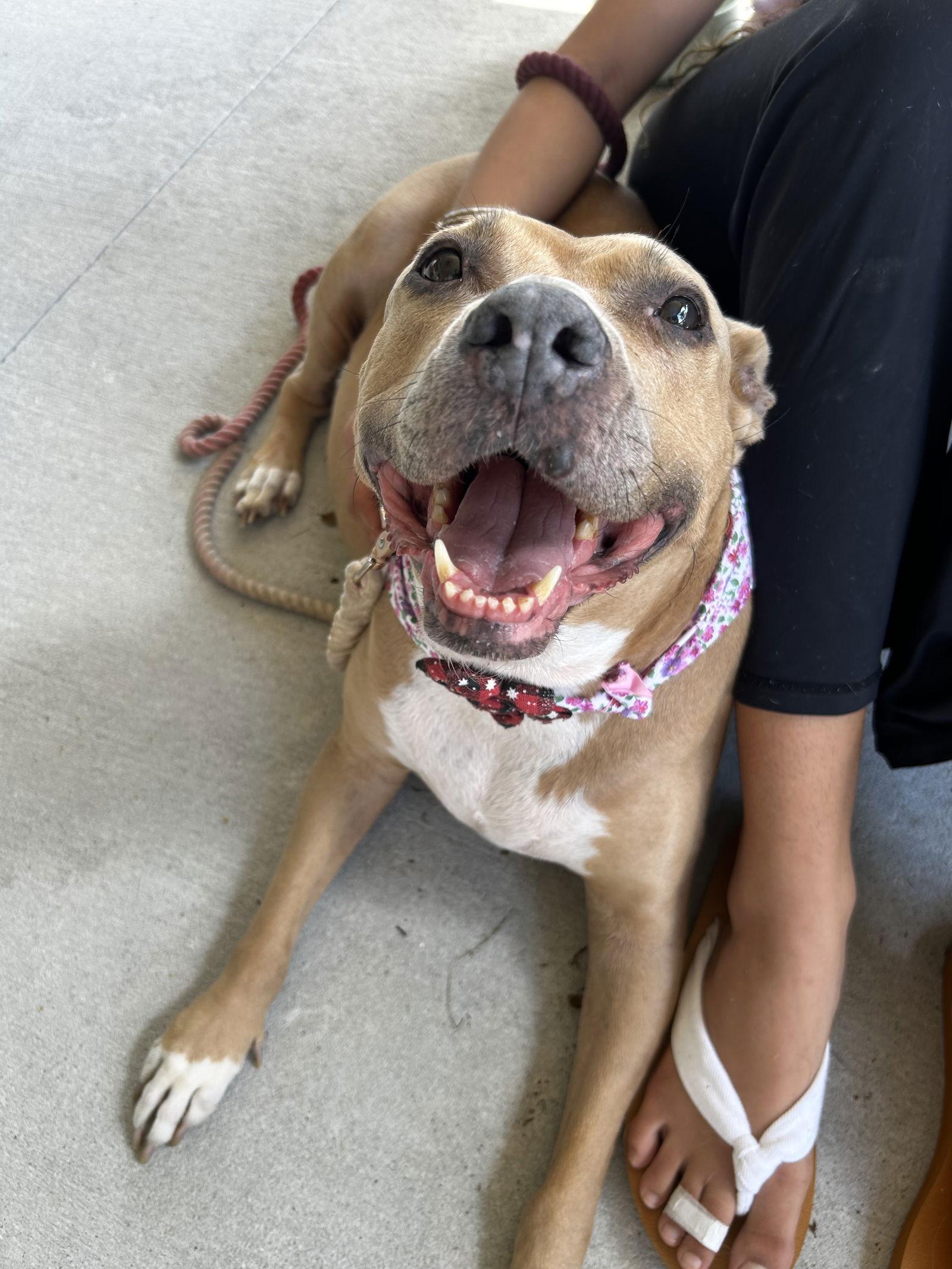 Golda, Adoptable, Senior Female Terrier.