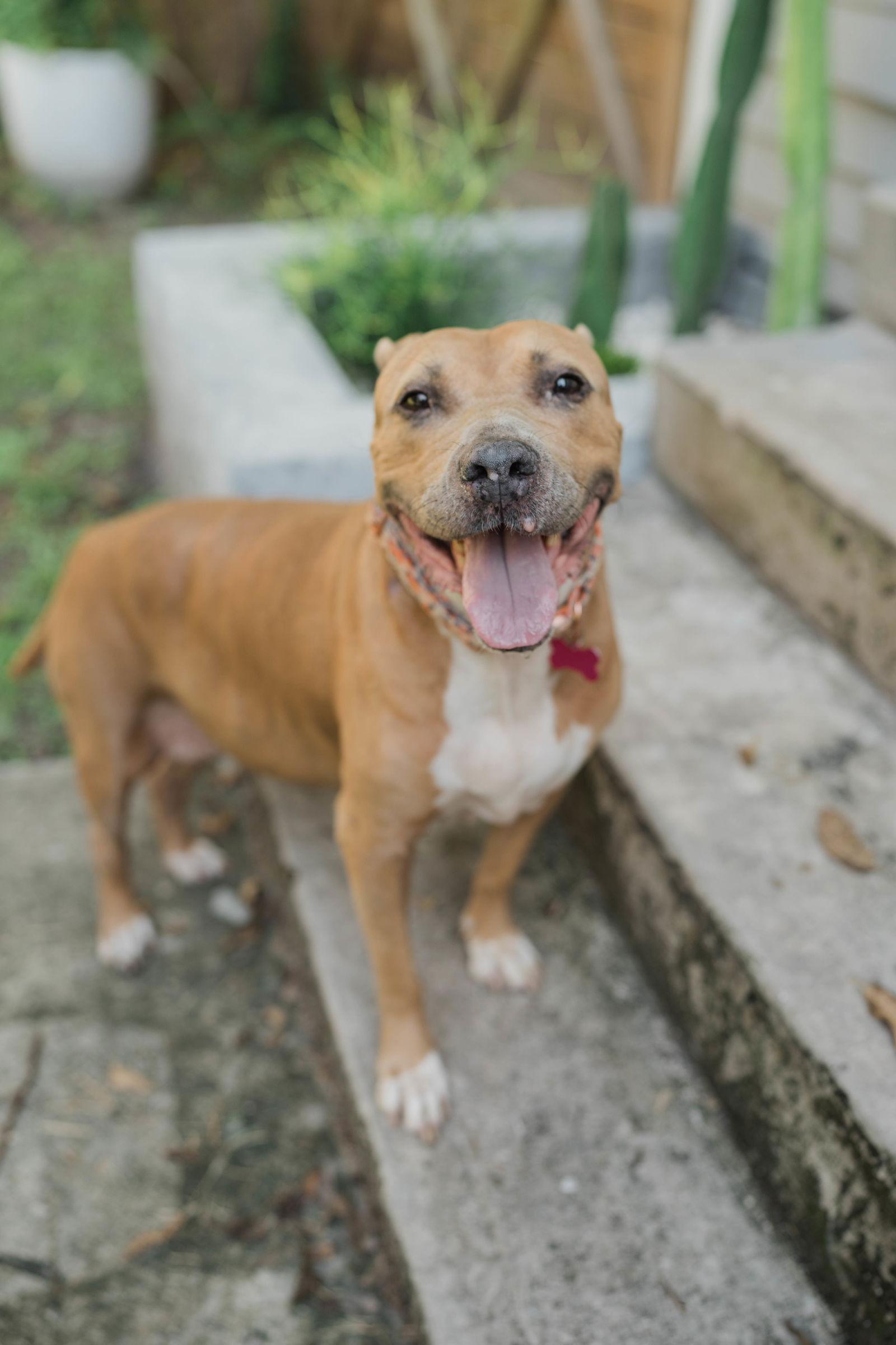 Golda, Adoptable, Senior Female Terrier.