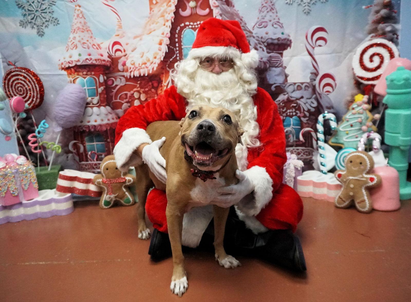 Enlarge Golda, a Adoptable Terrier in Saint Augustine, FL image 2/3