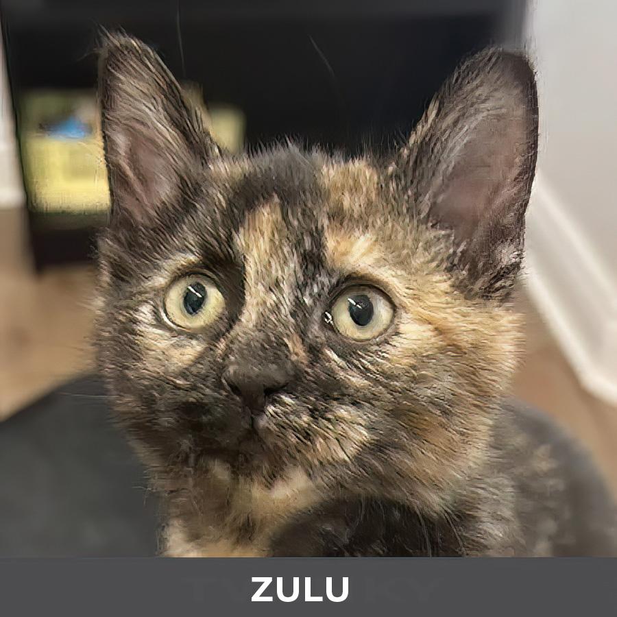 Zulu, ADOPTABLE, Kitten Female Domestic Short Hair.