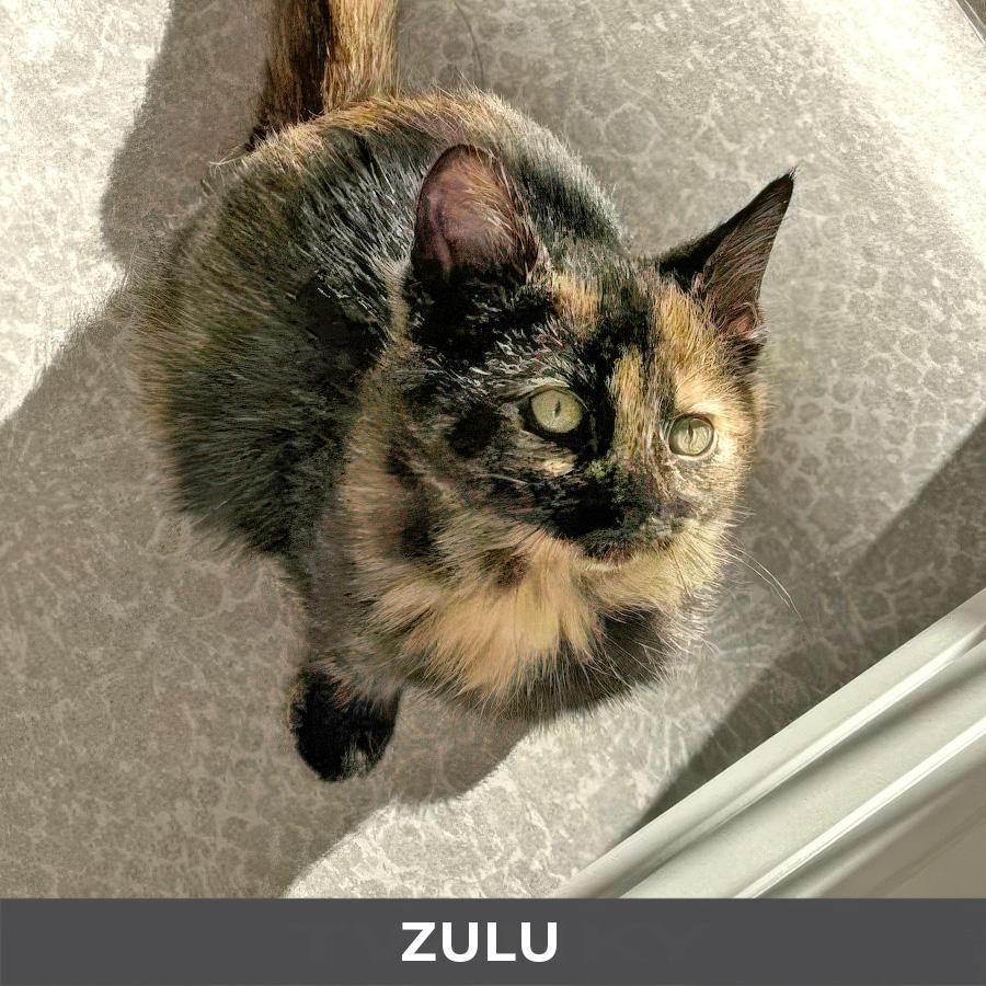 Enlarge Zulu, a ADOPTABLE Domestic Short Hair in Etobicoke, ON image 3/3