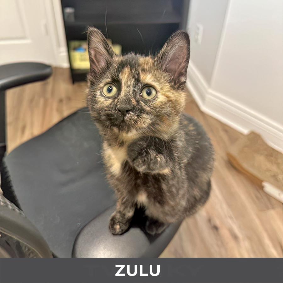 Enlarge Zulu, a ADOPTABLE Domestic Short Hair in Etobicoke, ON image 2/3