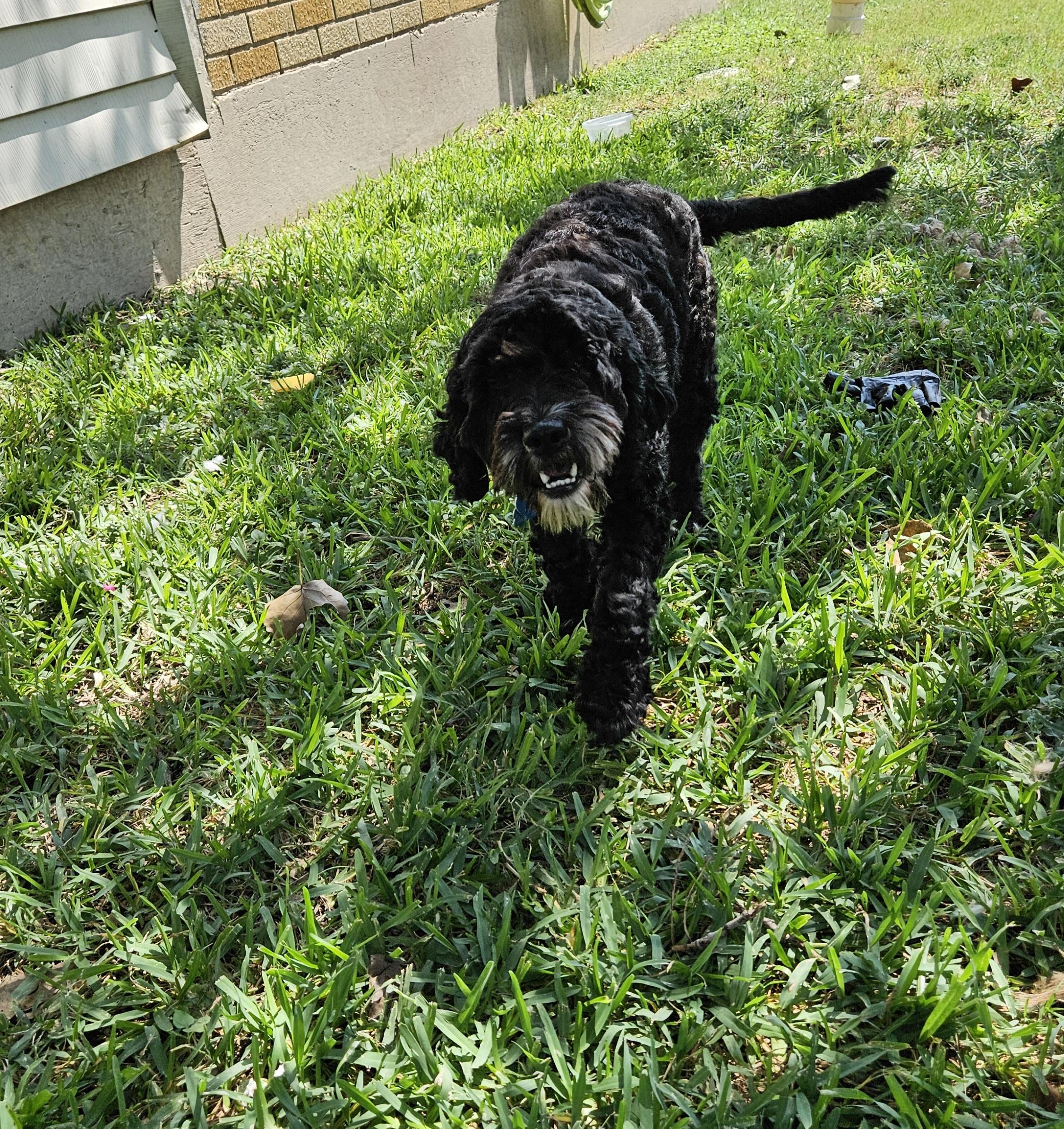 Mila, an adoptable Cockapoo, Maltese in Austin, TX, 78755 | Photo Image 5