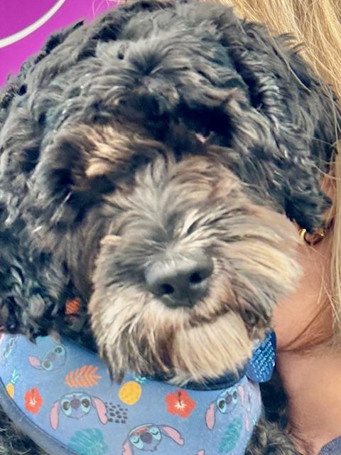 Mila, an adoptable Cockapoo, Maltese in Austin, TX, 78755 | Photo Image 4