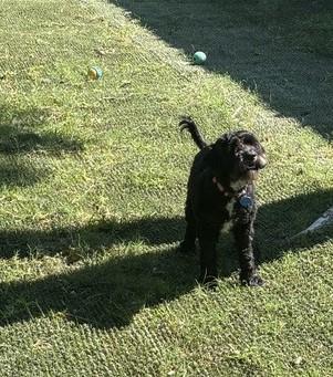 Mila, an adoptable Cockapoo, Maltese in Austin, TX, 78755 | Photo Image 2