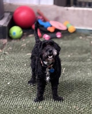 Mila, an adoptable Cockapoo, Maltese in Austin, TX, 78755 | Photo Image 1