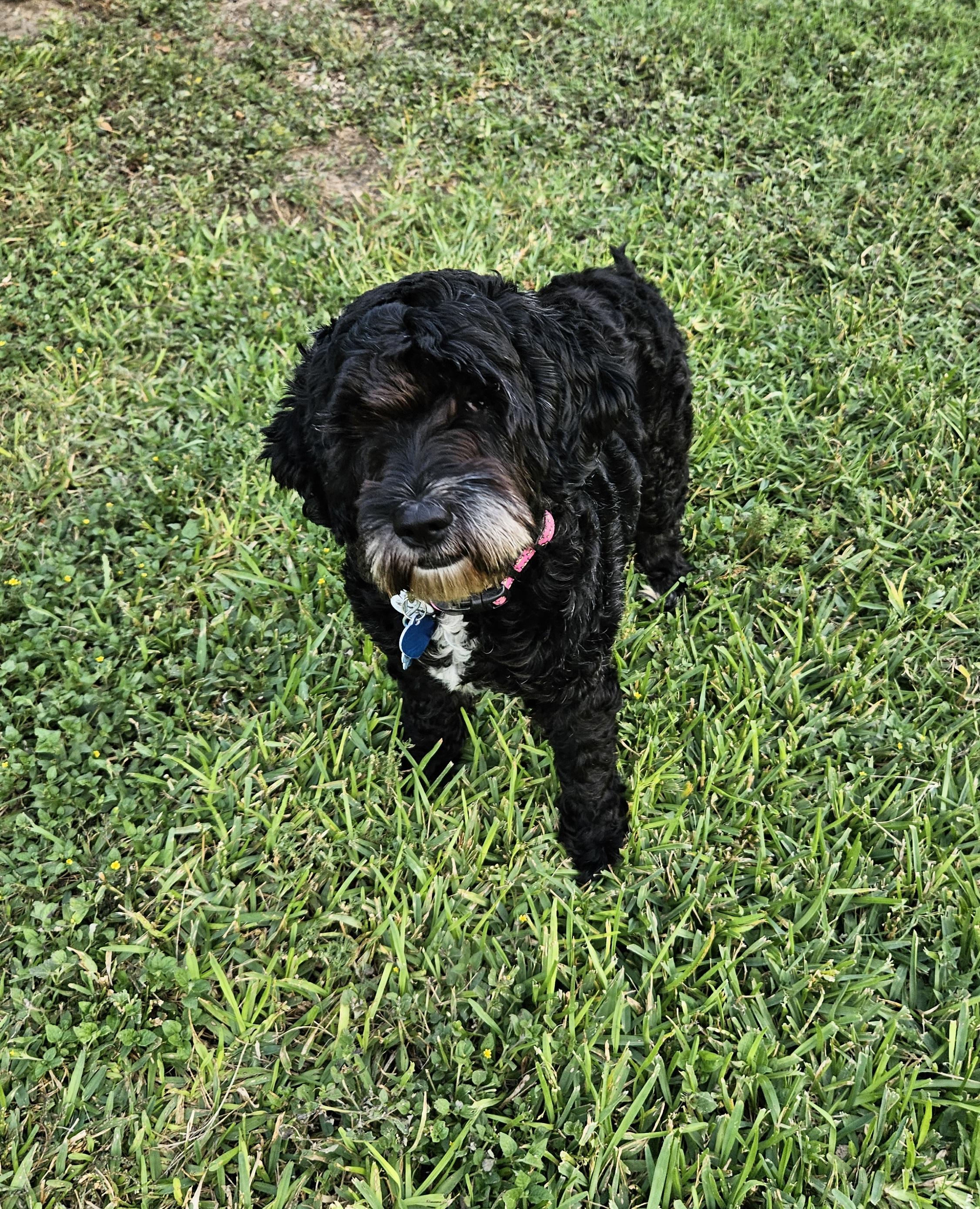 Mila, an adoptable Cockapoo, Maltese in Austin, TX, 78755 | Photo Image 6