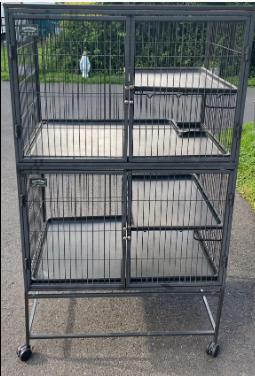 Stella, a Adoptable Chinchilla in Berlin, CT image 1/4