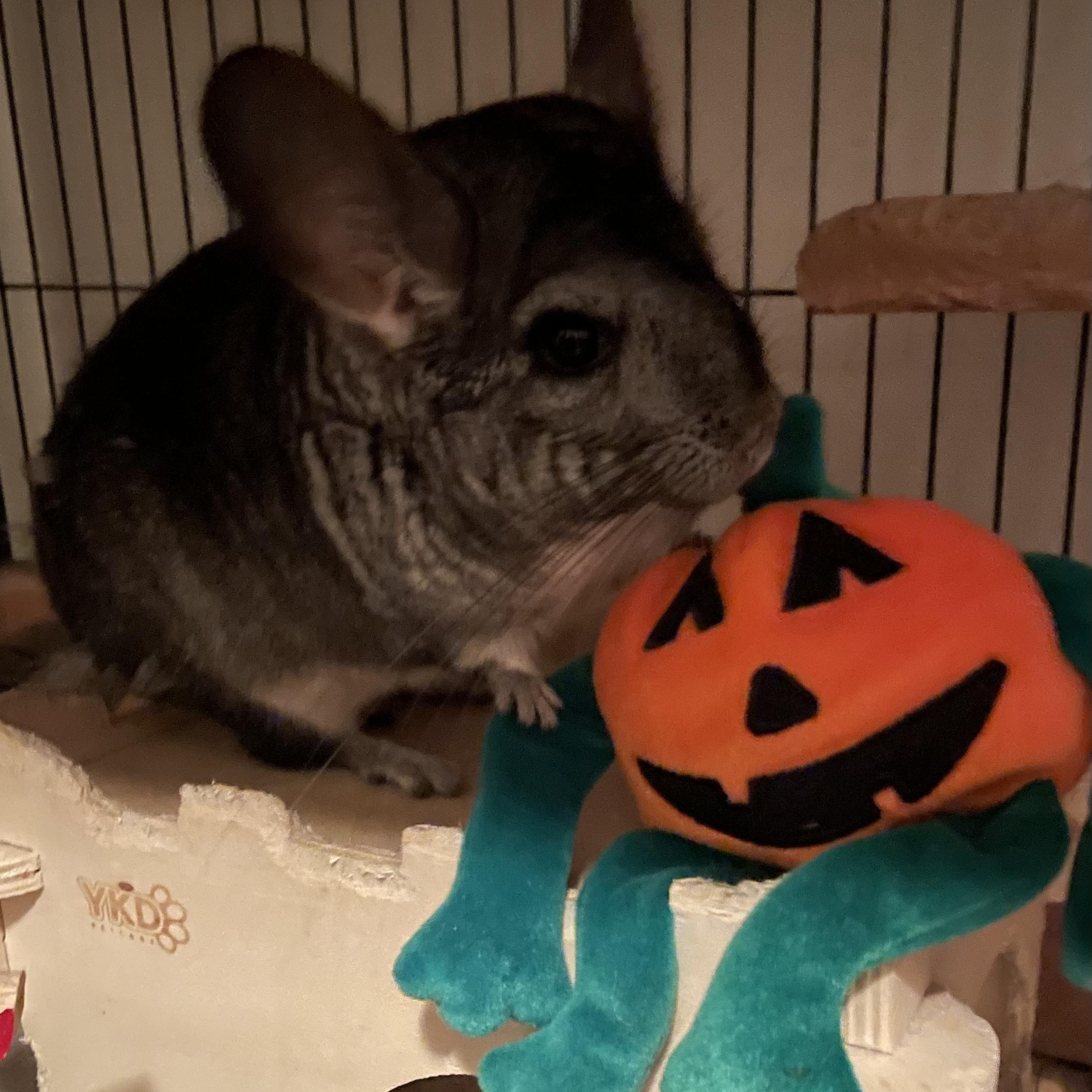Stella, Adoptable, Adult Female Chinchilla.