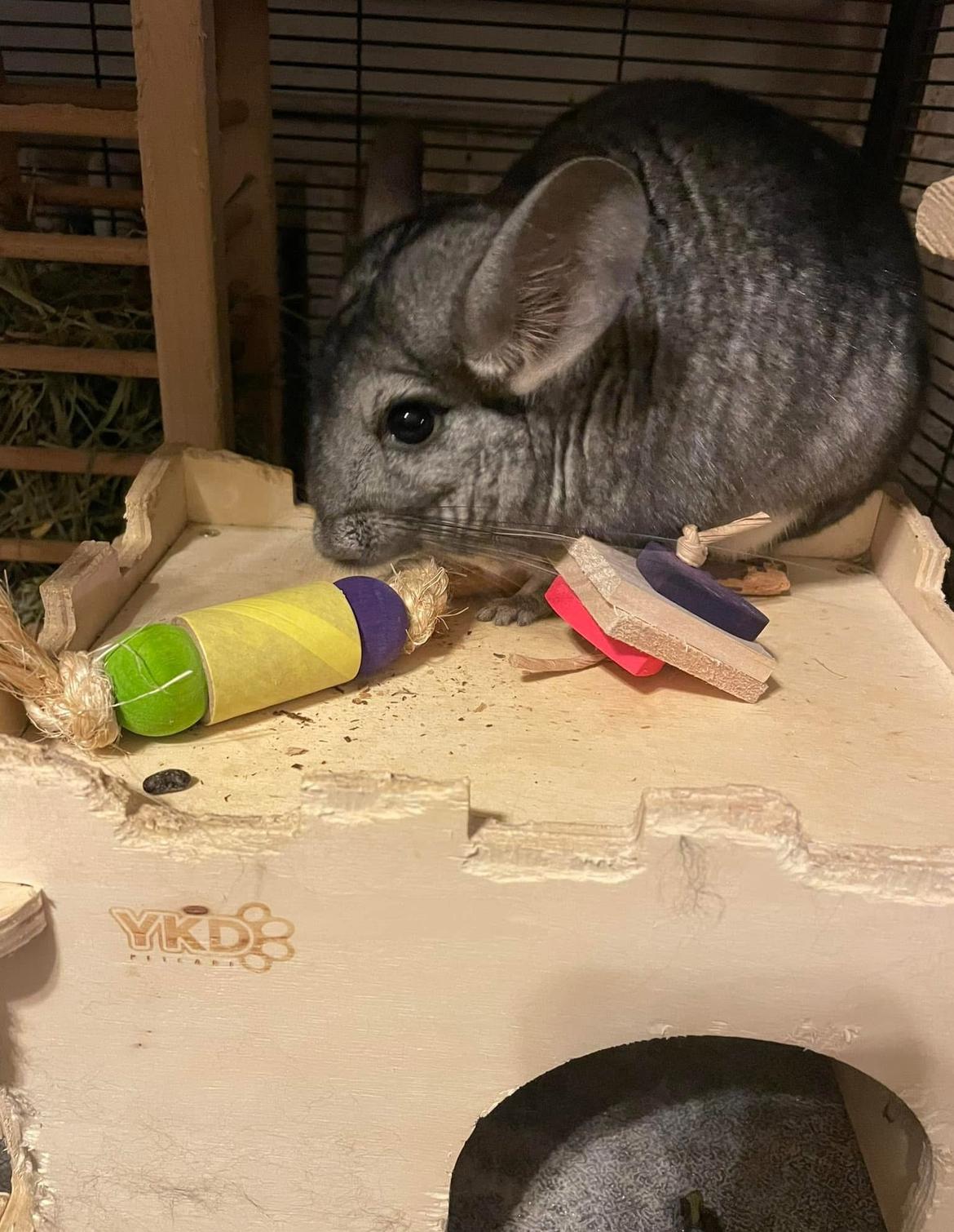 Stella, a Adoptable Chinchilla in Berlin, CT image 3/4