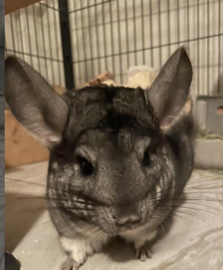 Stella, a Adoptable Chinchilla in Berlin, CT image 4/4