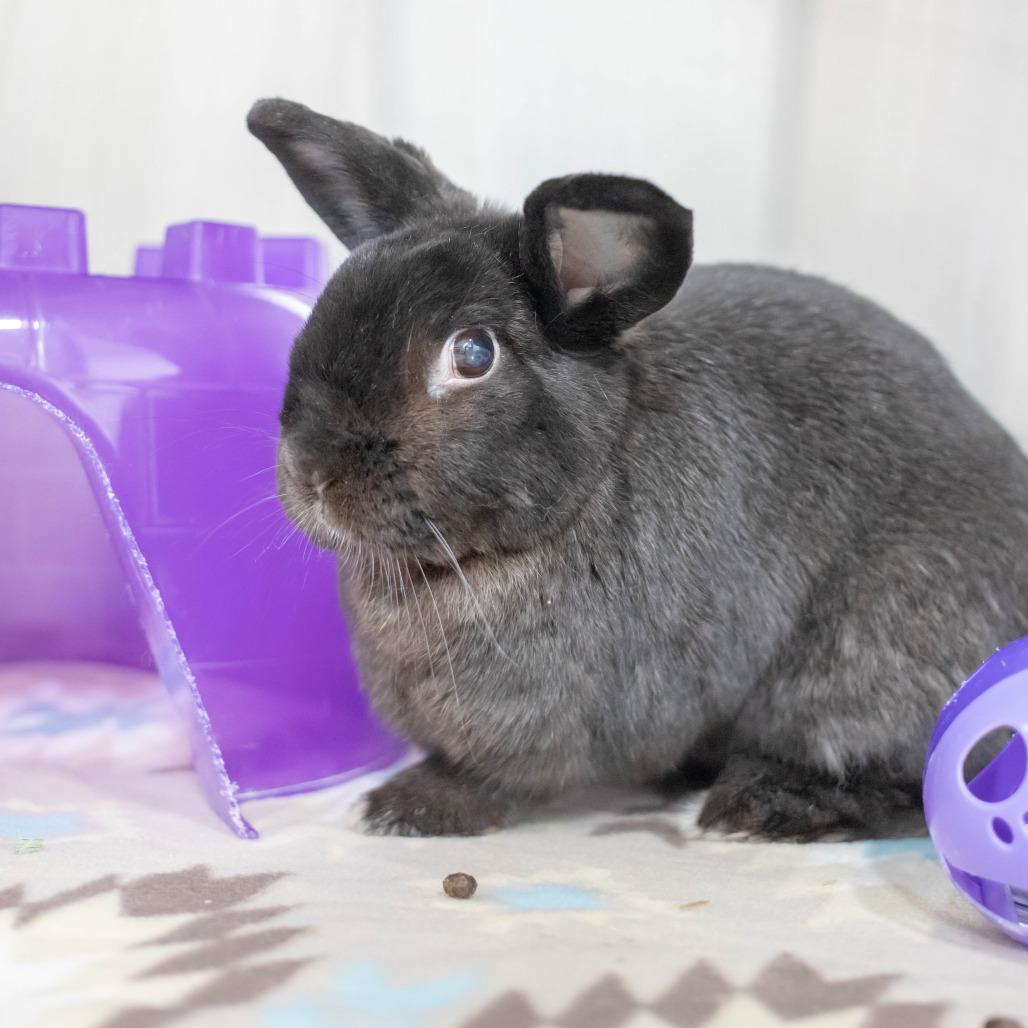 Camilla, Adoptable, Senior Female Havana & Bunny Rabbit.