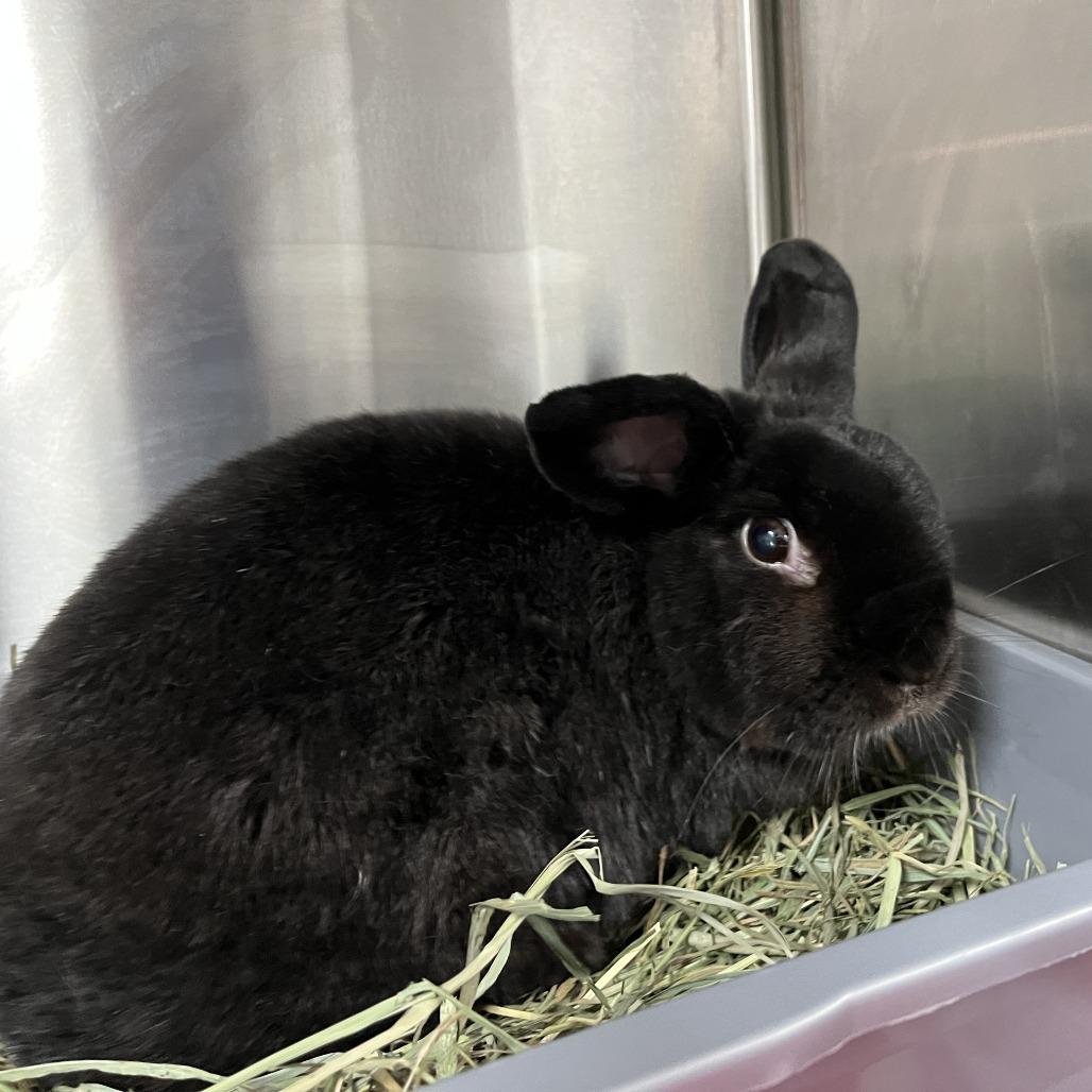 Camilla, Adoptable, Senior Female Havana.