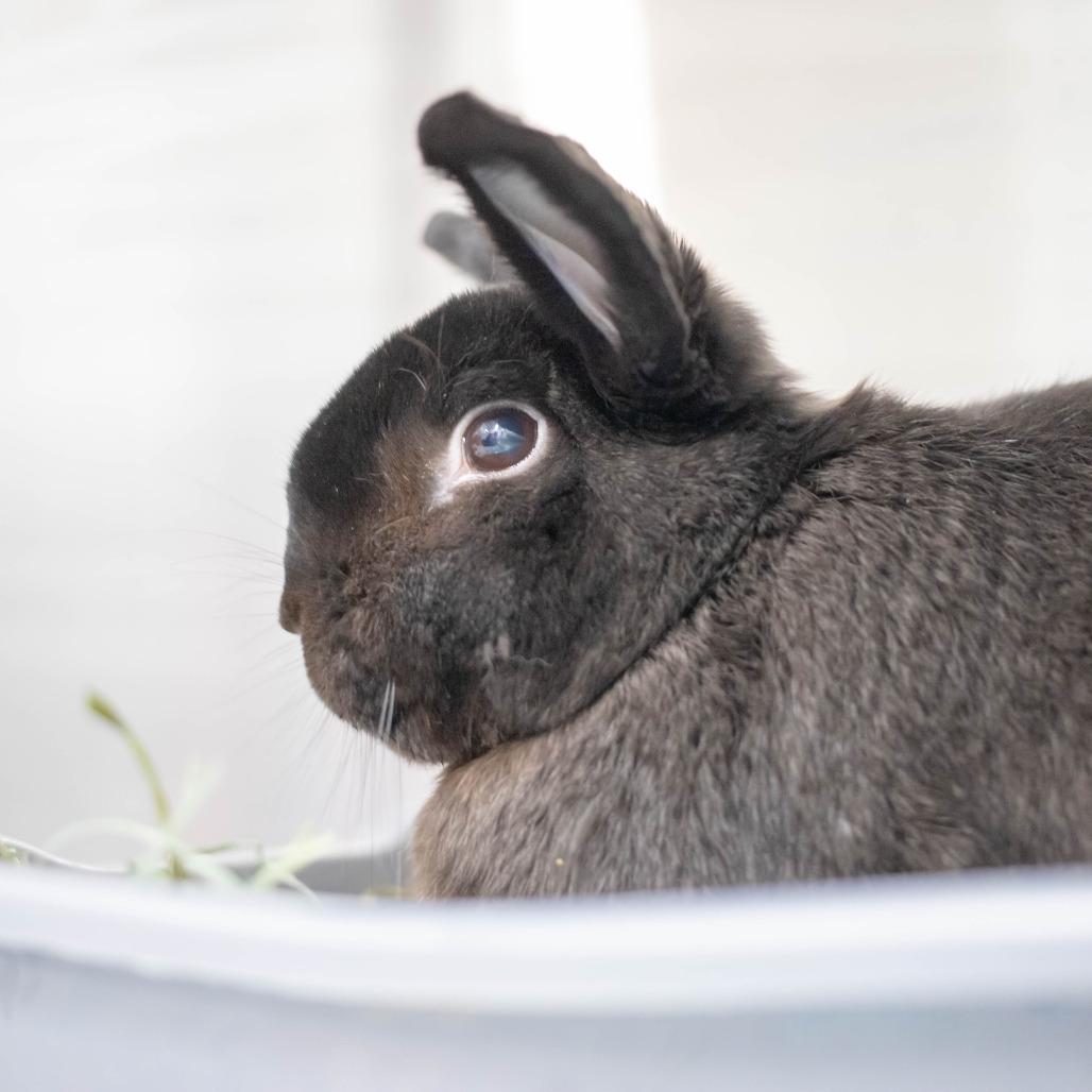 Enlarge Camilla, a Adoptable Havana in San Diego, CA image 4/6