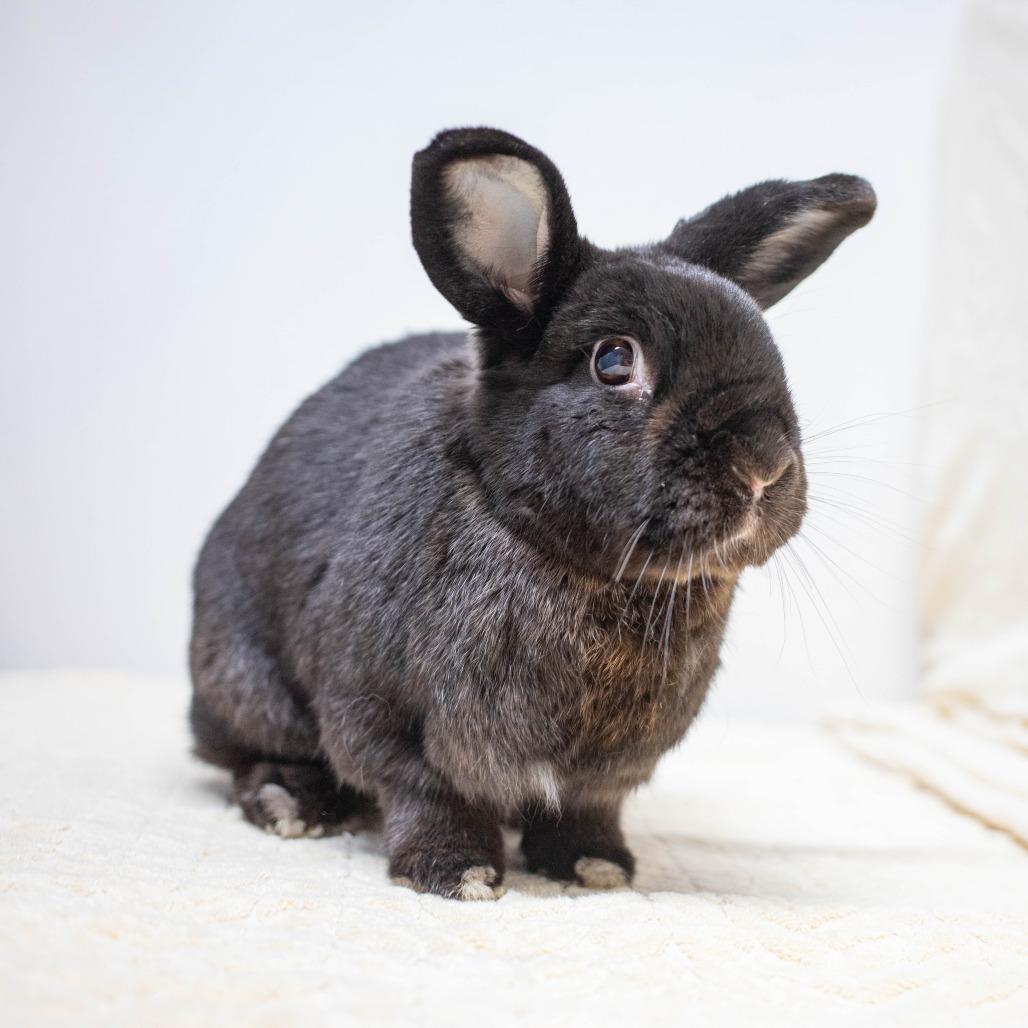 Enlarge Camilla, a Adoptable Havana in San Diego, CA image 6/6