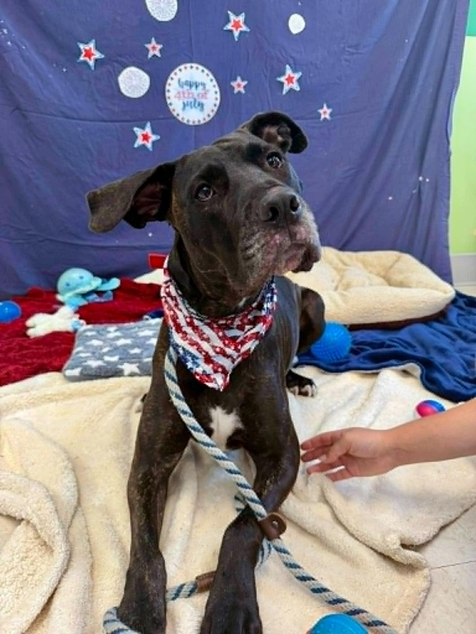 Lucky, adopted, Adult Male Great Dane.