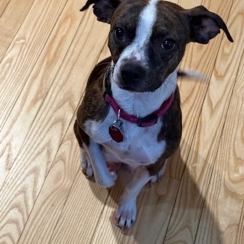 Sweetie, adopted, Adult Female Mixed Breed.