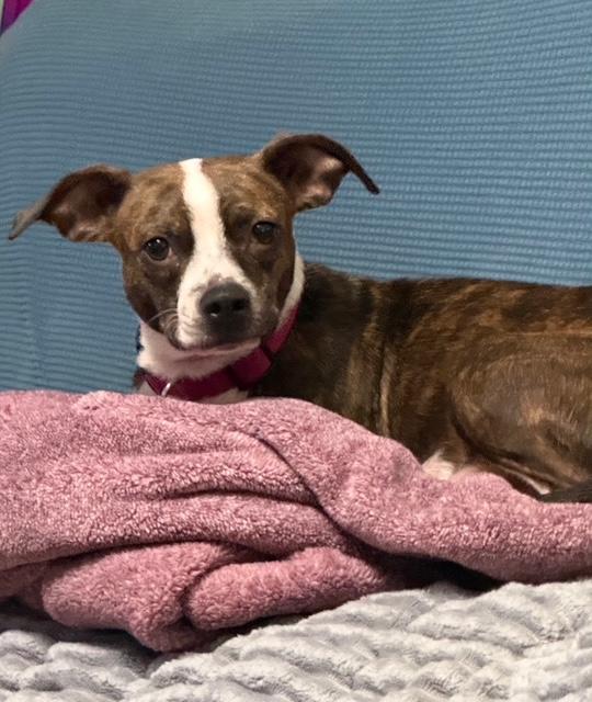 Enlarge Sweetie, an adopted mixed breed in Danville, VT image 2/3