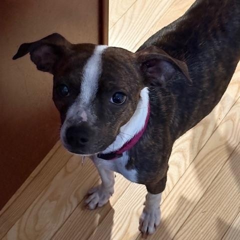 Enlarge Sweetie, an adopted mixed breed in Danville, VT image 3/3