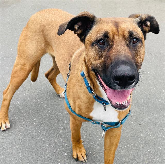 Enlarge MOIRA, a Adoptable mixed breed in Alameda, CA image 1/1