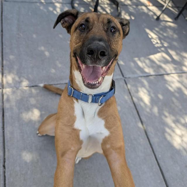 Enlarge MOIRA, a Adoptable mixed breed in Alameda, CA image 1/1