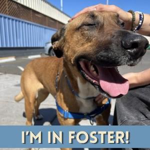 MOIRA, Adoptable, Young Female Black Mouth Cur & Mixed Breed.