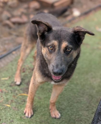 Houdini** #2, Adoptable, Adult Male German Shepherd Dog & Mixed Breed.