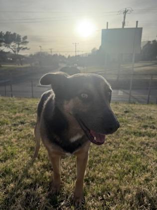 Enlarge Houdini** #2, a Adoptable mixed breed in El Paso, TX image 1/3