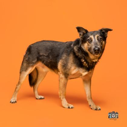 Houdini** #2, a Adoptable mixed breed in El Paso, TX image 2/3
