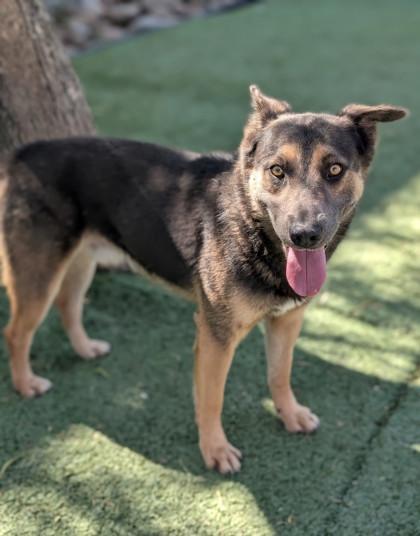 Houdini** #2, a Adoptable mixed breed in El Paso, TX image 3/3