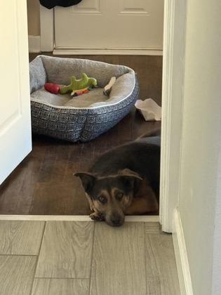 Enlarge Houdini** #2, a Adoptable mixed breed in El Paso, TX image 2/3