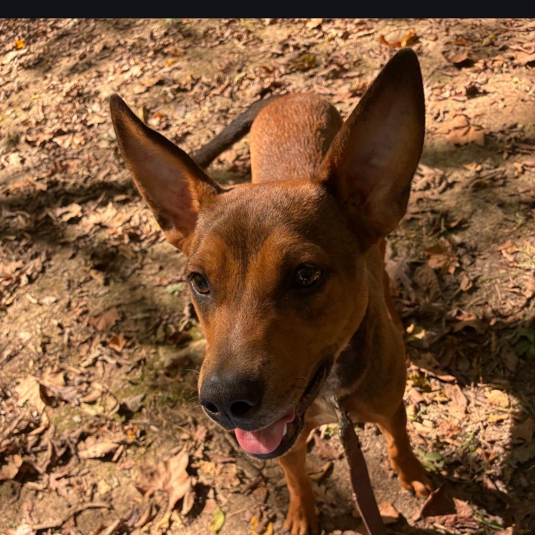 Scooby, Adoptable, Adult Male Australian Cattle Dog / Blue Heeler.