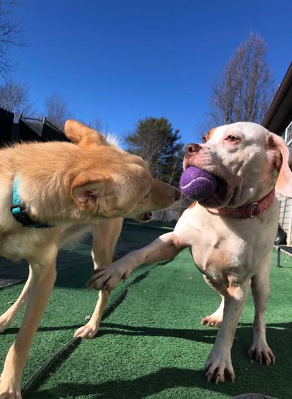 Brownie, Adoptable, Young Female Beagle & Boxer.