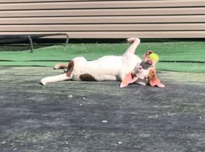 Brownie, Adoptable, Young Female Beagle & Boxer.