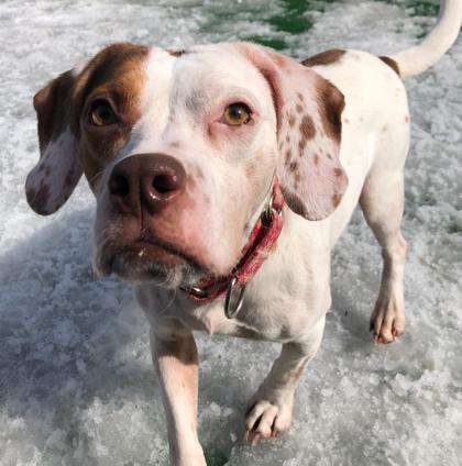 Enlarge Brownie, a Adoptable mixed breed in Shohola, PA image 3/3