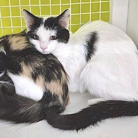 Enlarge Dumpling, a Adoptable Domestic Short Hair in Salt Lake City, UT image 1/3